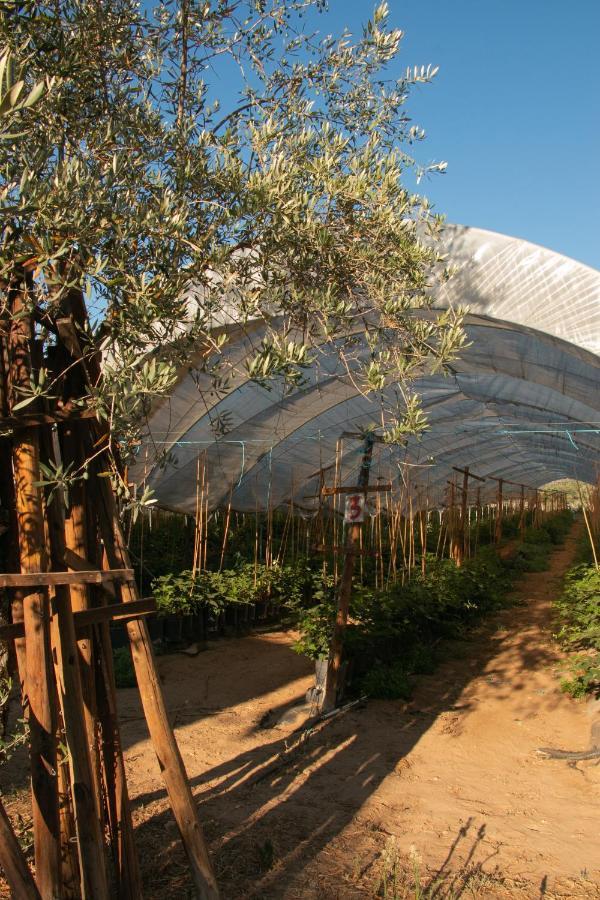 Quinta de SantAna da Várzea Abrantes Exterior foto